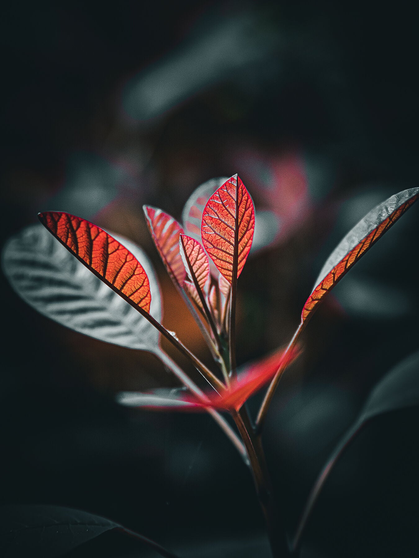 Closeup of a bright orange and red leafed plant in a bush with everything around it out of focus.