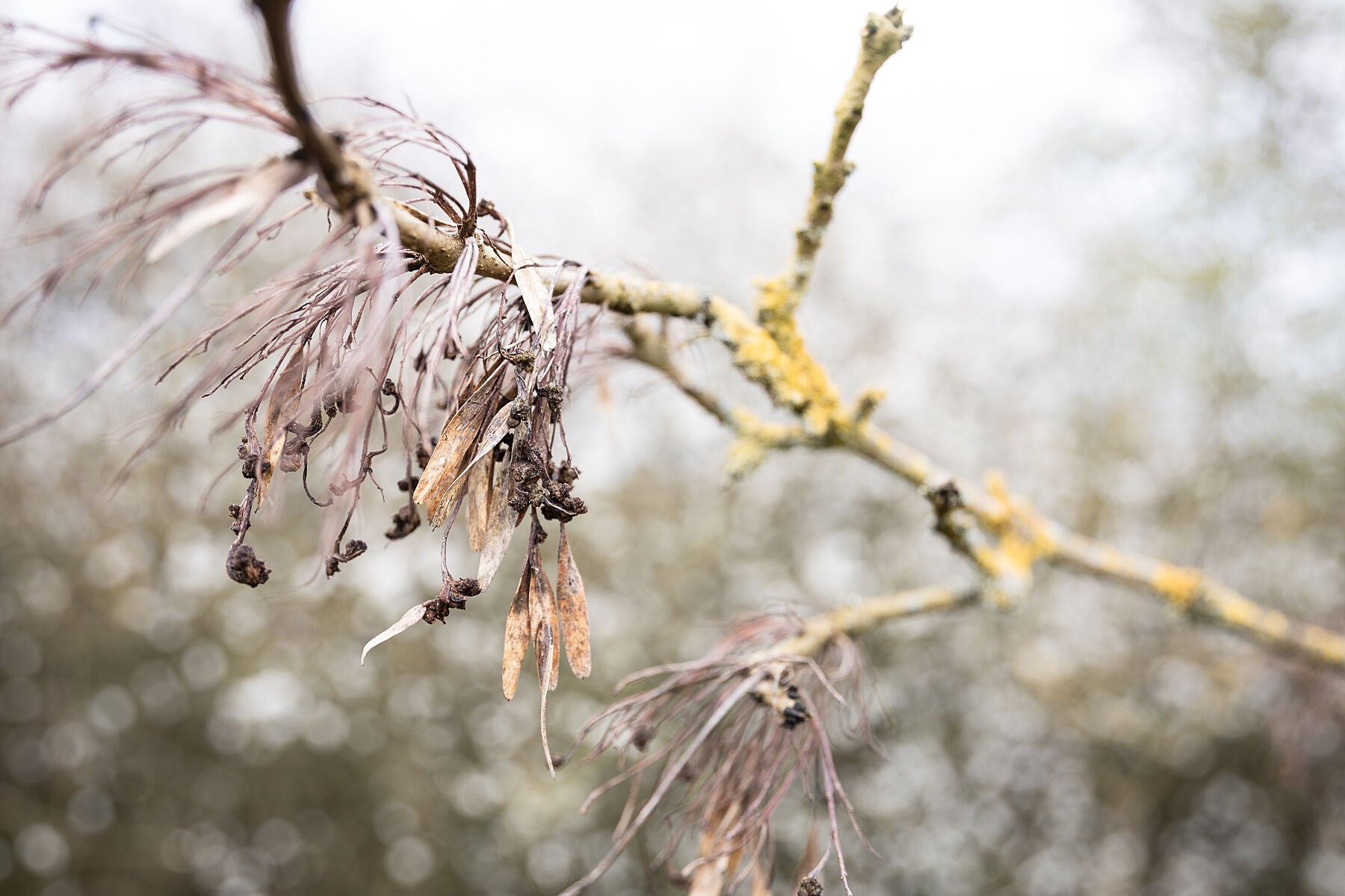 Close-up of lichen-covered branch with blurred white flowers in background and foreground featuring brown leaves at end of life. A second bunch of leaves on a branch extends into the out-of-focus background, originating from the same tree.