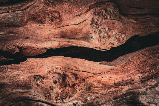 Horizontal wide crack in a tree trunk in landscape close-up. Deep brown colours, small cracks and splits along the rest of the bark and bare wood.