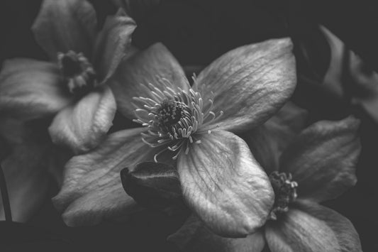 3 flowers in black and white, centre flower in focus with a flower bud closed breaking out in front. 