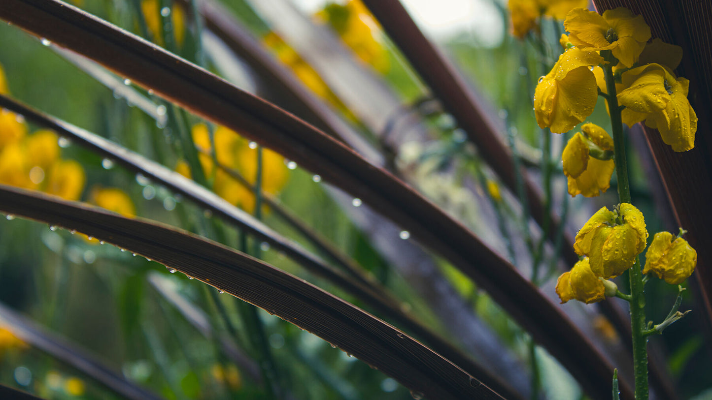 Rain droplets hanging on all plants in the photograph. 2 Cordyline leaves expand over entire photo, yellow wallflower to the right.