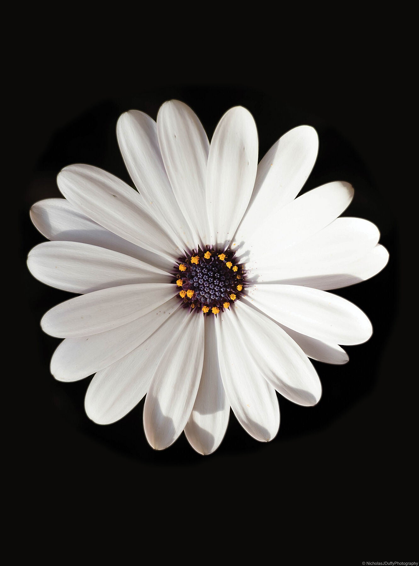 isolated white petaled flower, yellower & purple centre up against a black background.