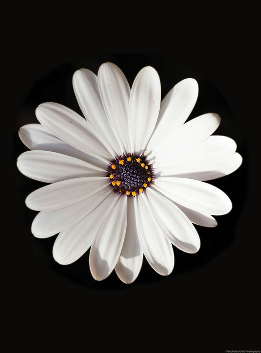 isolated white petaled flower, yellower & purple centre up against a black background.