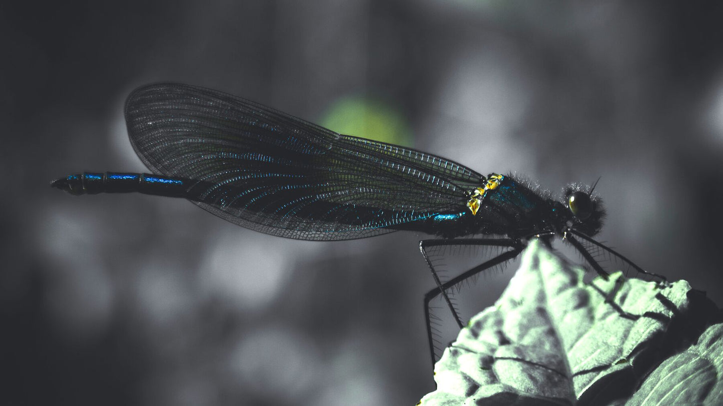 Damsel fly perches on the end of a leaf, showing wings, body and head from the side. Blues and yellows in the full spread throughout.