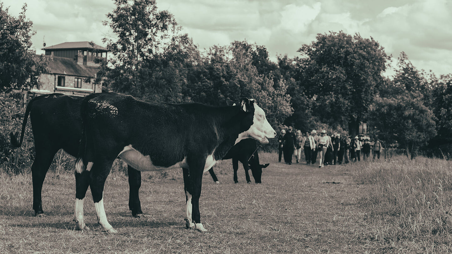 A group of three cows grazing on a right-of-way path with no care in the world, as a large group of tourists approach from behind.  