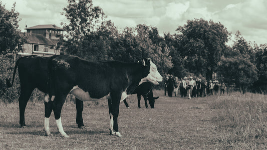 A group of three cows grazing on a right-of-way path with no care in the world, as a large group of tourists approach from behind.  