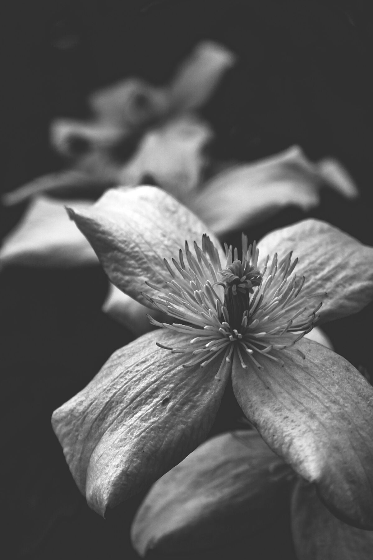 Closeup of a 4 petaled flower, in black and white, with 2 flowers behind out of focus.