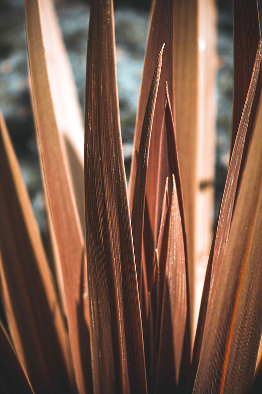 A sharp pointed reddish-brown plant, the inner leaves being in focus and background blurred.