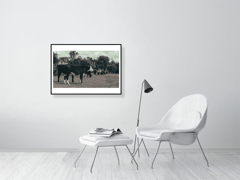 Cows vs tourists print showcased in a template for a living room setting, as it would be if purchased displayed