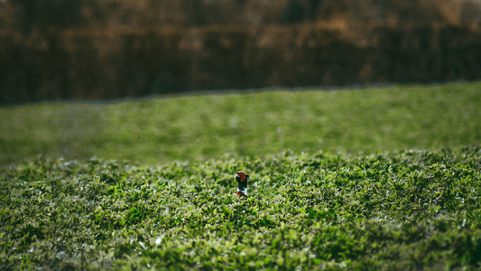 Scouting, pheasant in green crop field poking its head out looking around, watching for predators 