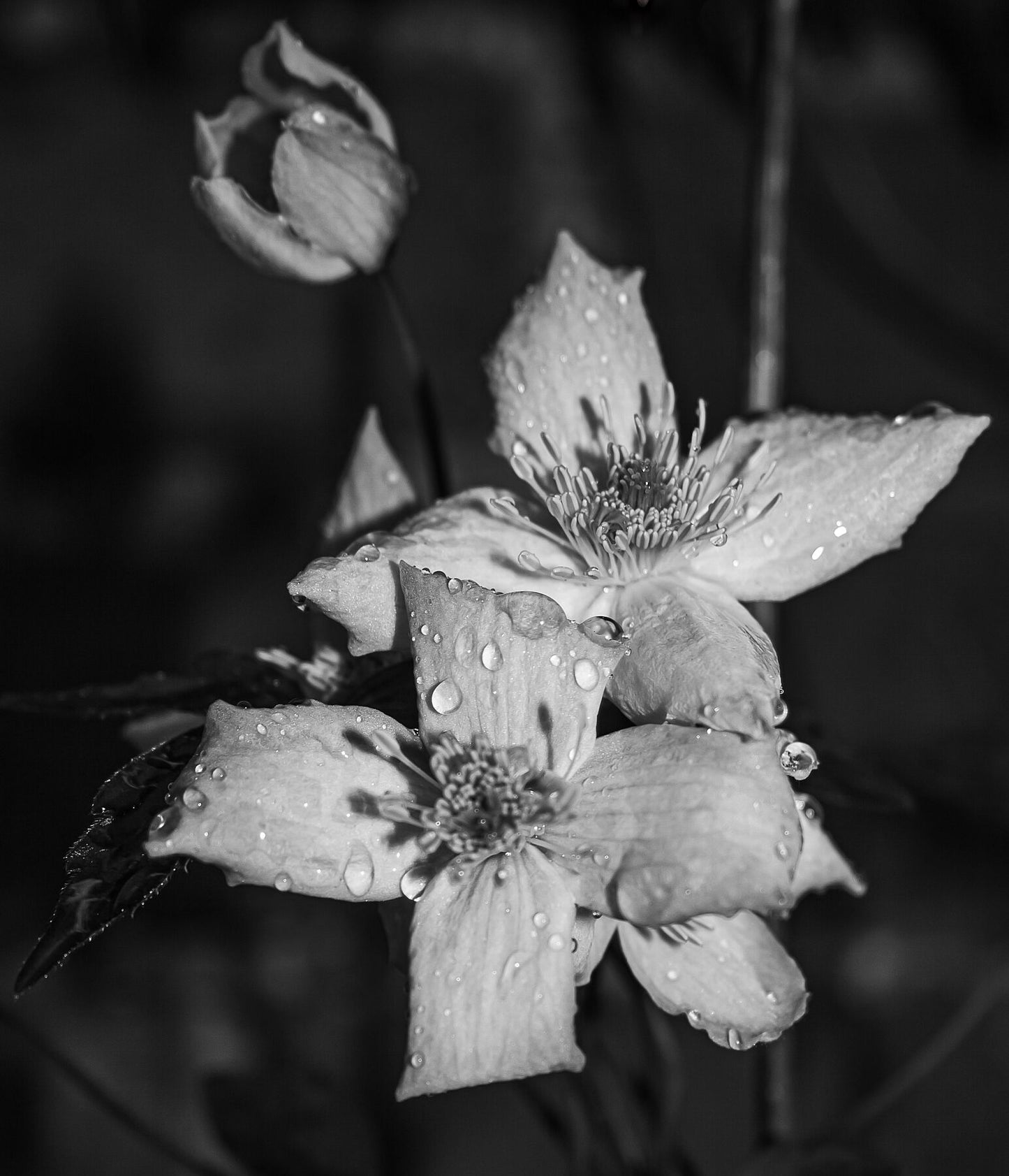 Black and white. 2 flowers in foreground bloomed with water droplets, another just about to bloom in the background.