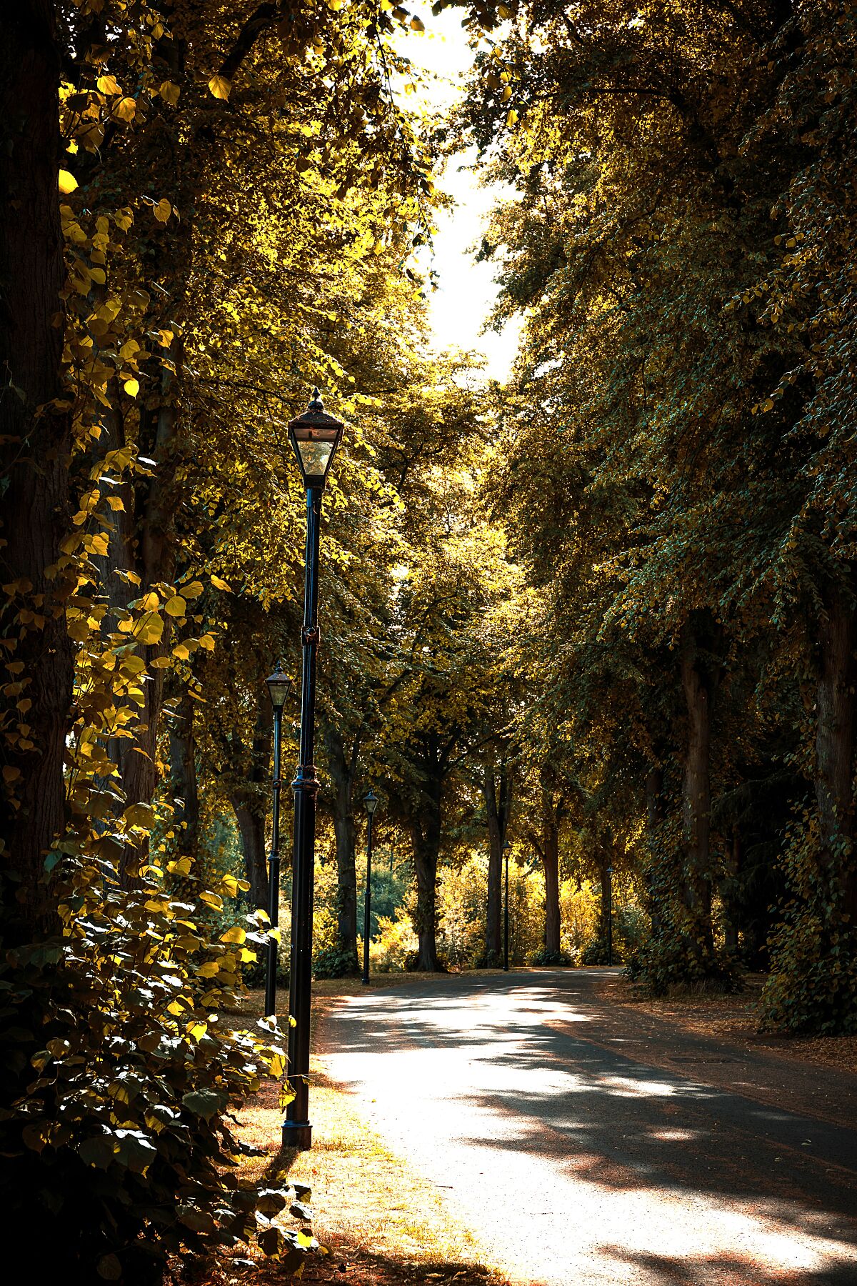 Path bending through rows of trees either side in autumn colours, yellows, oranges and patches of greens in midday sun. Leaves allong the path, with old lamps spread on one side.